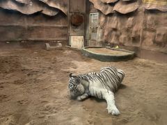 -清迈夜间动物园