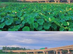 -白鹭湾湿地公园