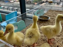 -怪兽屋·羊驼·猫咖·狗咖(俊华广场店)