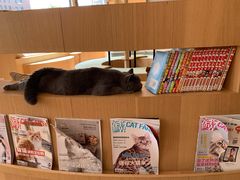 -CAT’S MEWSTAR CAFE·喵星球猫屋(晴湾咖啡店)