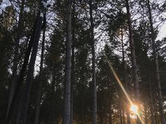 -塞罕坝国家级自然保护区