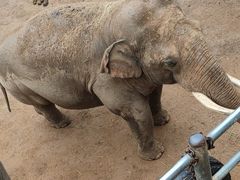 -西霞口神雕山野生动物世界