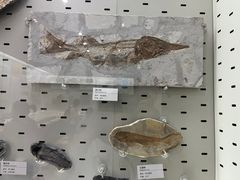 -浙江自然博物院(杭州馆)
