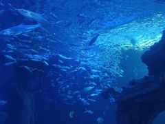 -多彩贵州城极地海洋世界