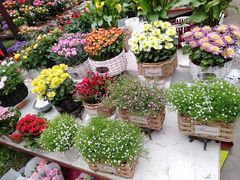 -秦美花卉(天朗·莱茵小城2期店)