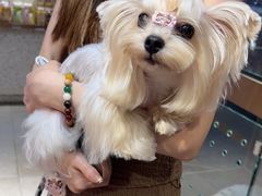 -FAELING PETS美天灵宠物(富力广场店)