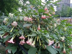 -成都市活水公园