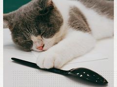 -飞行喵MR PILOT|猫舍·猫咖(静安大融城店)