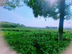 -北京张裕爱斐堡酒庄