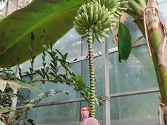 -呀路古热带植物园