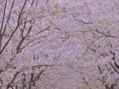 -高东镇樱花园