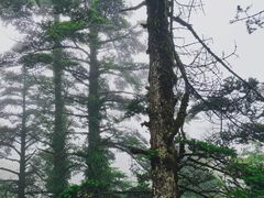 -峨眉山风景名胜区