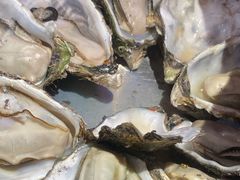 -蚝堡海鲜·威海菜·海肠捞饭·烧烤·亚洲吃蚝公司(幸福门店)