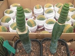 -龙大花卉苗木市场
