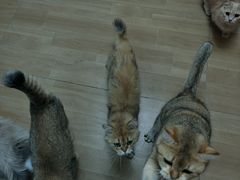 -唐小姐の私宠·宠物洗护美容·撸猫馆·购宠(周浦万达旗舰店)