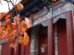 -大召无量寺