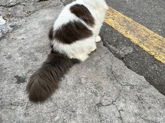 -蔡伯糯米猪肠