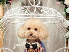 -超宠爱宠物摄影-Super pet