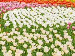 -洛阳郁金香牡丹园