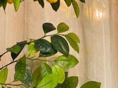 -Wood Garden(合生汇店)