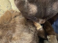 -喵屿·大理花园猫咖