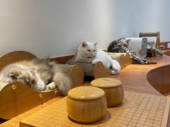 -有猫主题·治愈系猫咖(曾厝垵店)