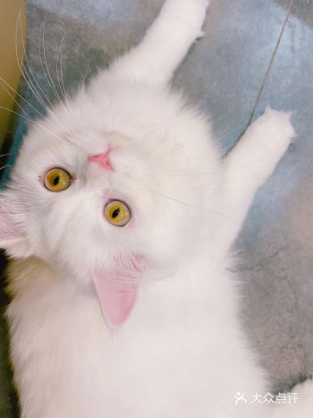 她有个可爱的名字叫花生，但叫花生的时候它不会理你