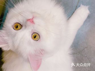 她有个可爱的名字叫花生,但叫花生的时候它不会理你