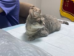 -半岛宠物医院24小时(科华中路店)
