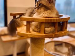 -有喵·猫咖·狗咖·30几只猫10只小狗(岗厦店)