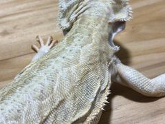 -藦茜花园宠物主题亲子互动体验馆(国顺东路店)