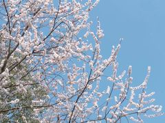 -合肥滨湖国家森林公园