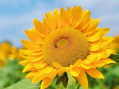 -光明小镇欢乐田园