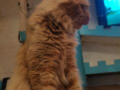 -猫小院猫主题咖啡厅(北锣店)