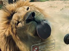 -西霞口神雕山野生动物世界