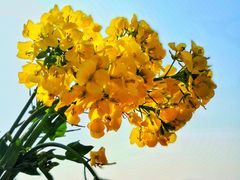 -国强手抓(西夏区店)