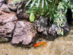 -森味薪火烧•烧鸟居酒屋•日本料理(望京店)