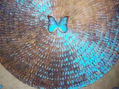 -上海昆虫博物馆