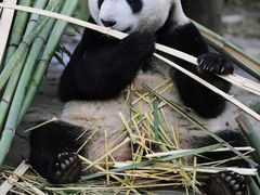 -都江堰中华大熊猫苑