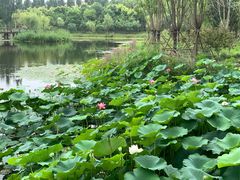 -东郊湿地公园
