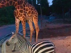 -清迈夜间动物园