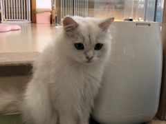 -猫在这儿猫咪咖啡馆·撸猫馆