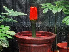 -北京植物园-展览温室