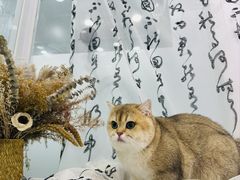 -爱洗澡的猫(望京店)