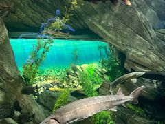 -瑞普利水族馆