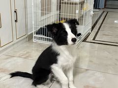 -翊宠yipet猫狗购宠庄园犬舍•猫舍