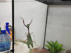 -上海大自然野生昆虫馆