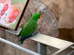 -新加坡飞禽公园