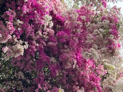 -深圳国际园林花卉博览园