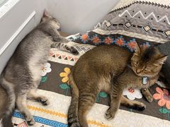 -楼上猫咖(罗湖店)